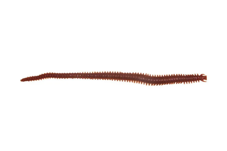 Berkley Gulp Sandworm 6 inch Soft Plastic Lures