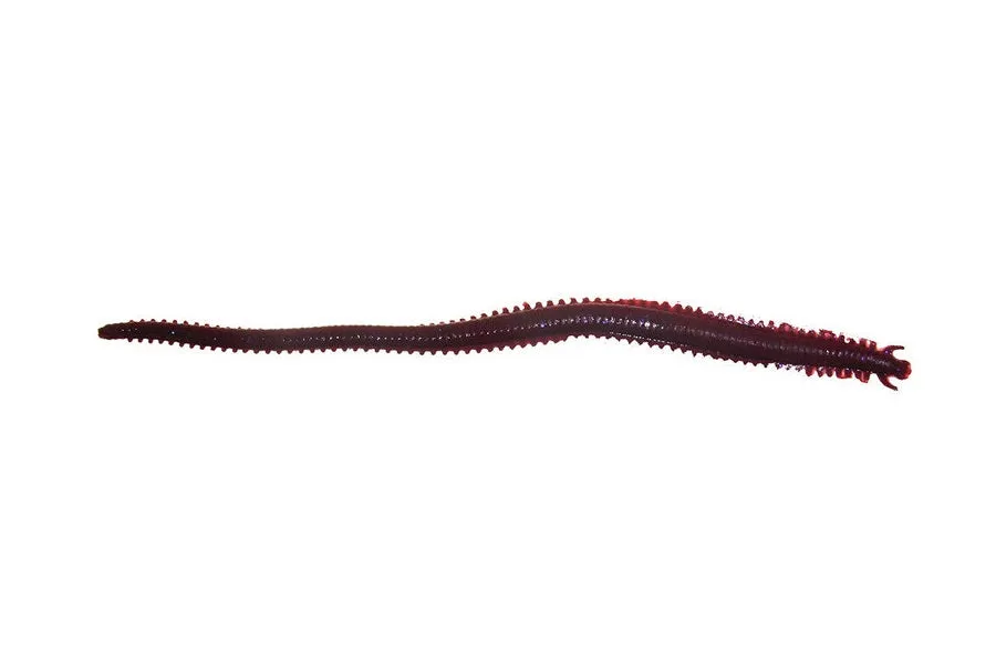 Berkley Gulp Sandworm 6 inch Soft Plastic Lures