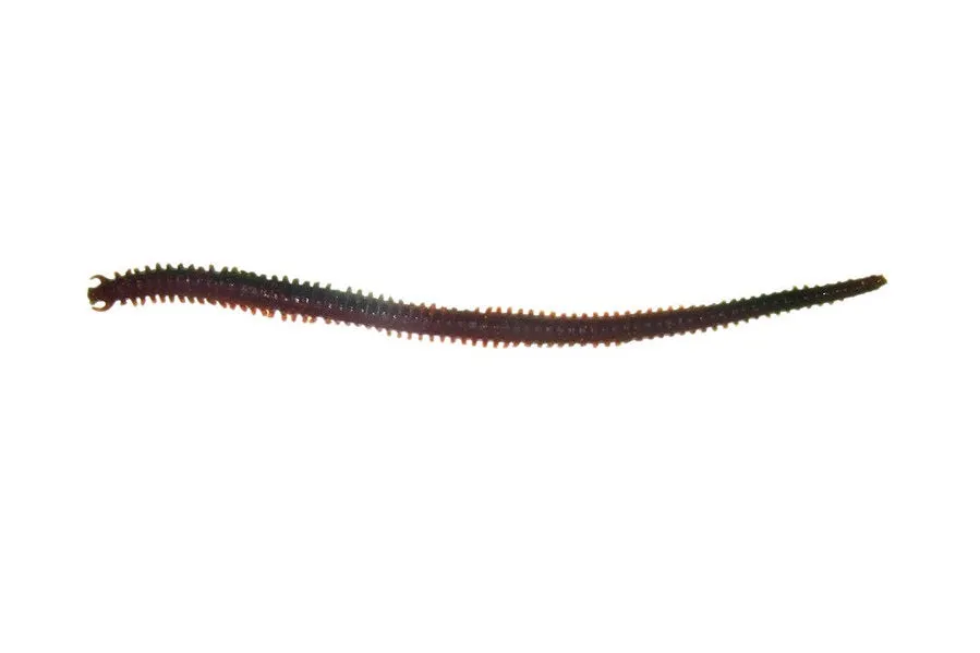 Berkley Gulp Sandworm 6 inch Soft Plastic Lures