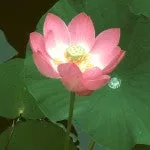 FES Quintessentials - Lotus Flower Essence - .25 fl oz