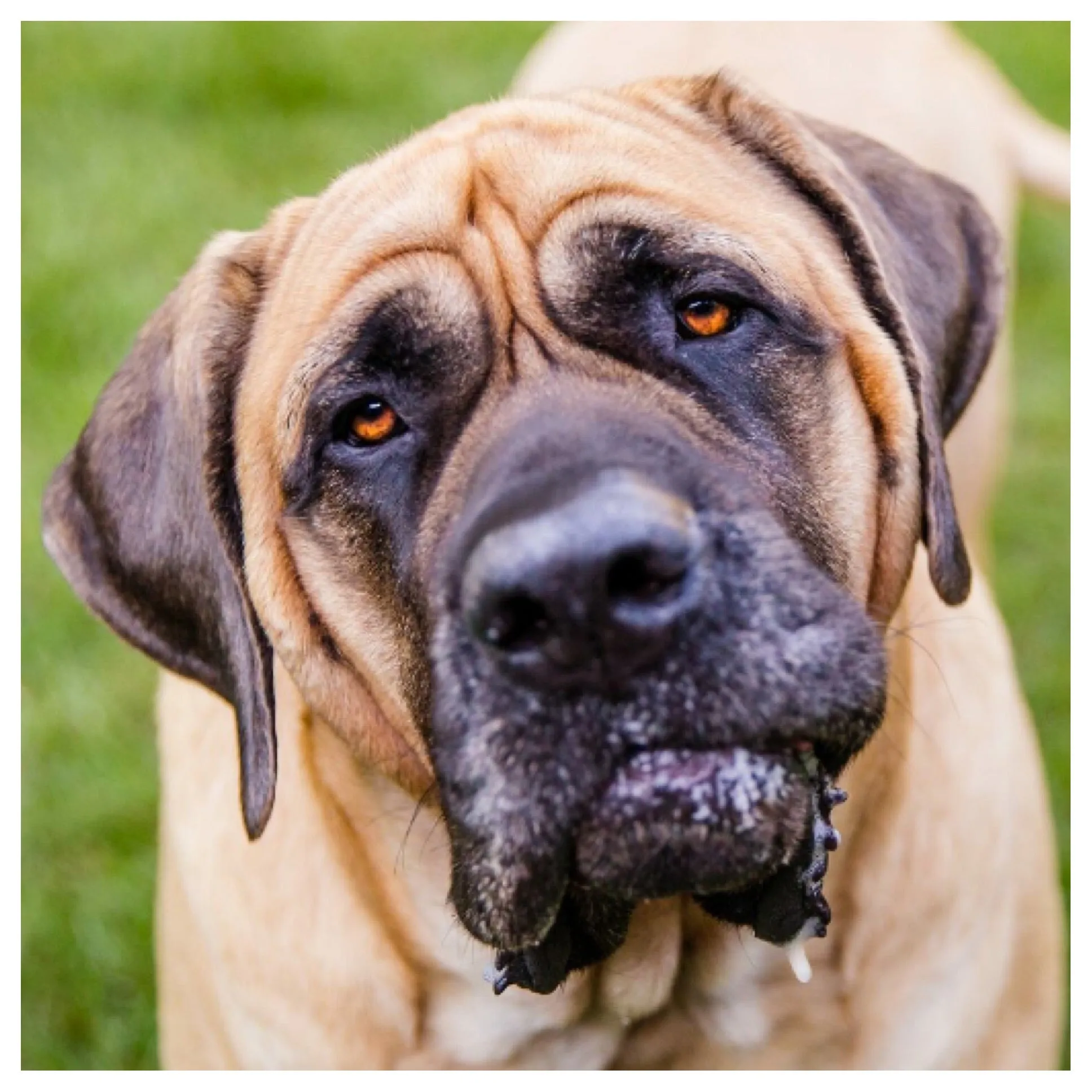 Mulson - Mastiff