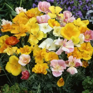 OSC Mission Bells Mixed California Poppy Seeds - Packet