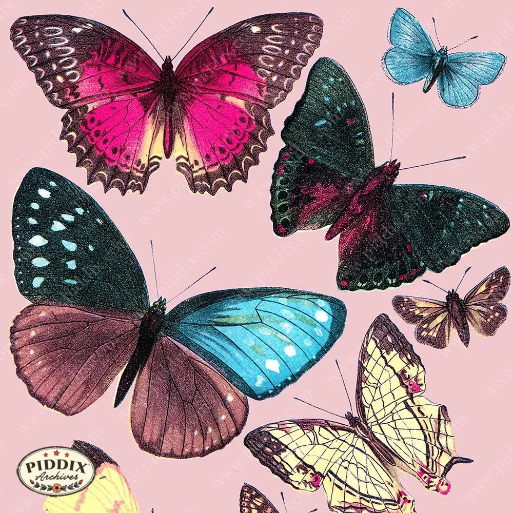 PDXC4180b & c -- Bright Butterflies