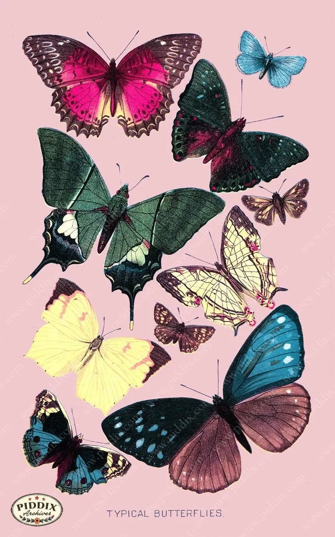 PDXC4180b & c -- Bright Butterflies