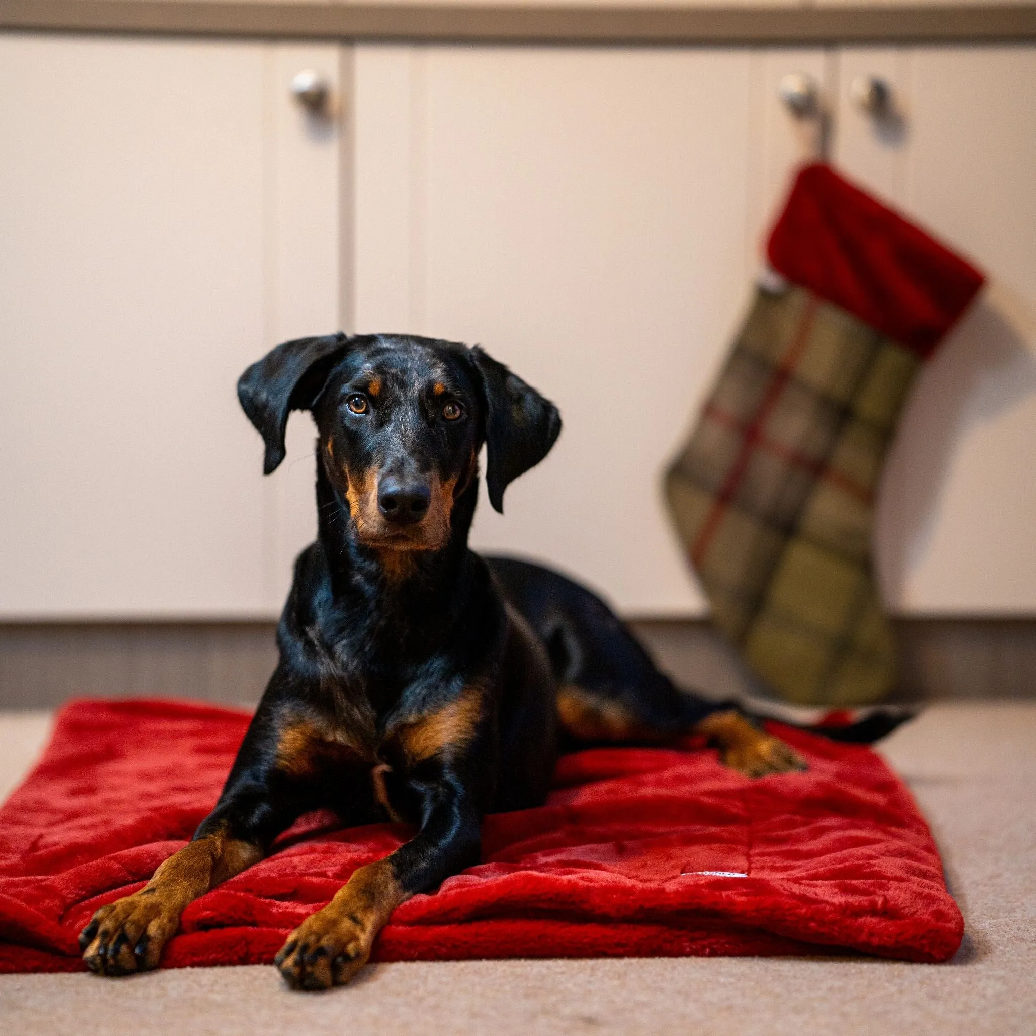 Simply Stylish Tartan Christmas Stockings